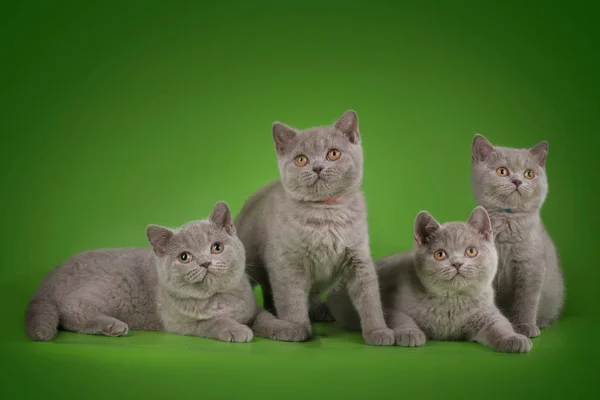 Brit macska elszigetelt zöld háttér — Stock Fotó