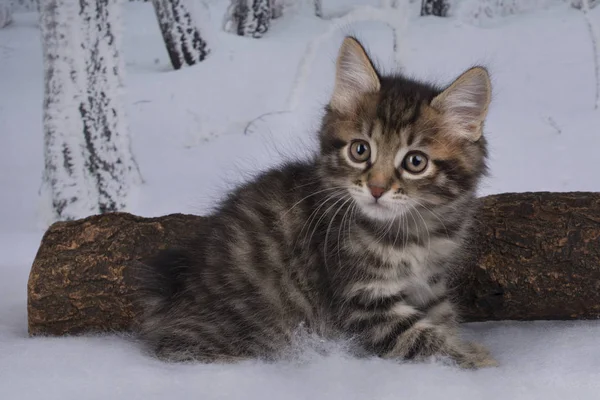 Gattino che gioca nella foresta invernale — Foto Stock