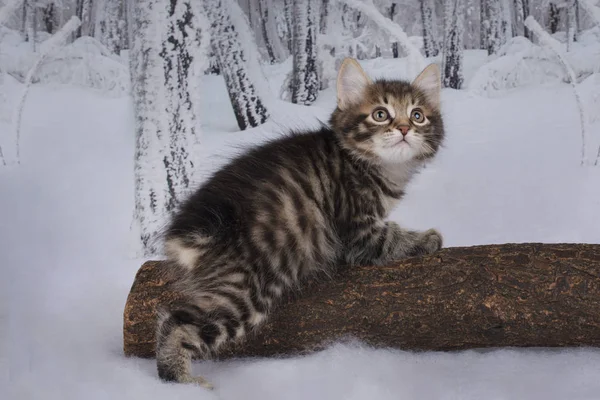 Kätzchen spielen im Winterwald — Stockfoto
