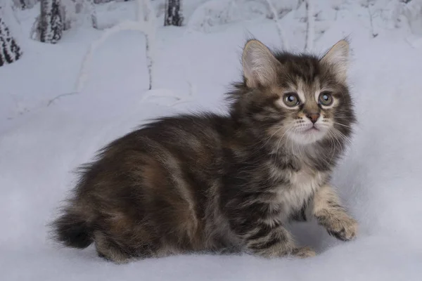 Gattino che gioca nella foresta invernale — Foto Stock