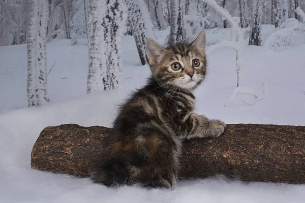 겨울 숲에서 노는 고양이 — 스톡 사진