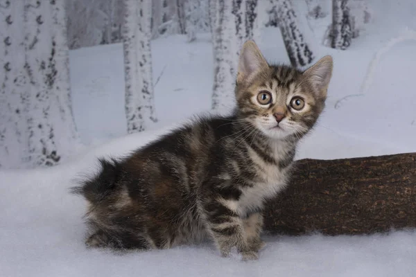Kätzchen spielen im Winterwald — Stockfoto