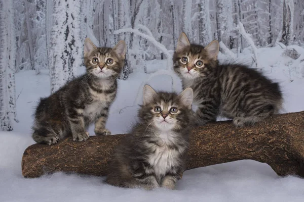 겨울 숲에서 노는 고양이 — 스톡 사진