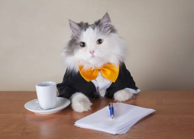 kedi Yöneticisi ofiste oturan bir takım