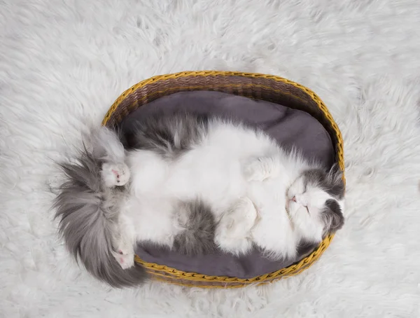 Cat sleeps in the basket — Stock Photo, Image