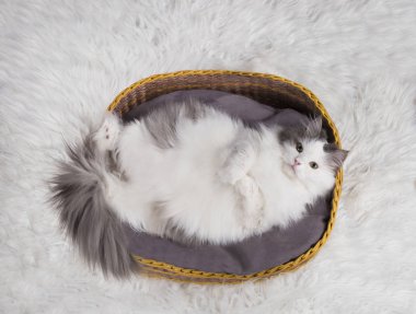 sepet içinde kedi uyur