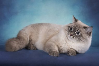 Siberian kedi izole mavi bir arka plan üzerinde