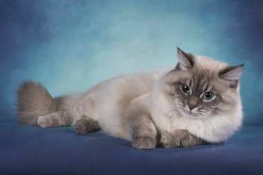 Siberian kedi izole mavi bir arka plan üzerinde