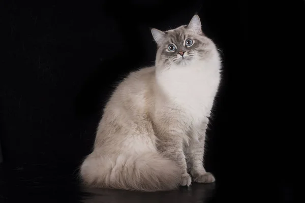 Gato siberiano sobre fondo negro aislado — Foto de Stock