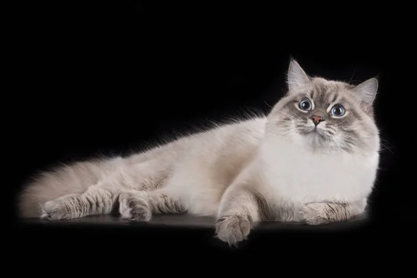 Chat sibérien sur fond noir isolé — Photo