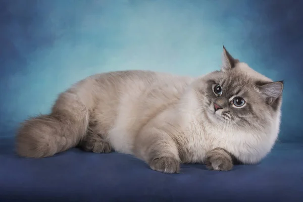 Gato siberiano sobre un fondo azul aislado —  Fotos de Stock