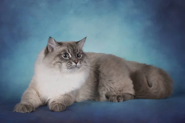 Σιβηρικής γάτας σε μπλε φόντο απομονωμένες — Φωτογραφία Αρχείου
