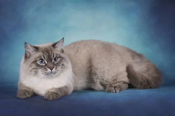 Sibirisk katt på en blå isolerade bakgrund — Stockfoto