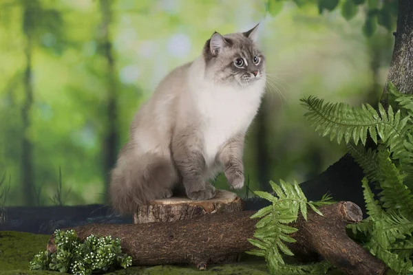 Сибірська кішка в лісі — стокове фото
