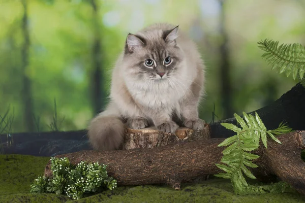 Gatto siberiano nella foresta — Foto Stock