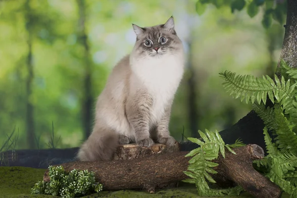 Gato siberiano en el bosque —  Fotos de Stock