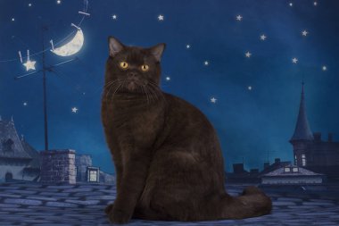 Geceleri çatıda oturan çikolata İngiliz kedi