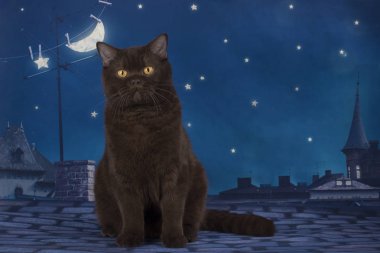 Geceleri çatıda oturan çikolata İngiliz kedi