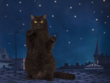 Geceleri çatıda oturan çikolata İngiliz kedi