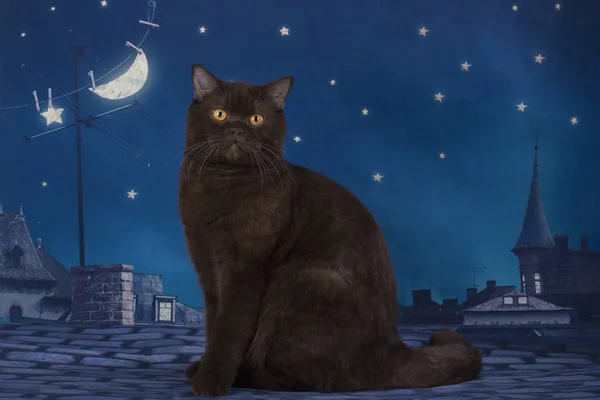 Chocolate british cat sitting on the roof at night — Stock Photo, Image