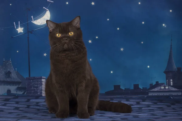 Czekoladowe brytyjski kot siedzi na dachu w nocy — Zdjęcie stockowe