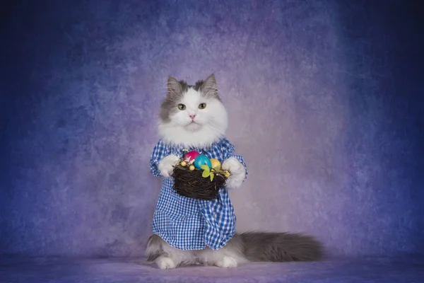 Chat en chemise à carreaux célèbre Pâques — Photo