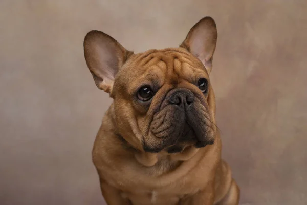 Porträt einer französischen Bulldogge auf hellem Hintergrund — Stockfoto