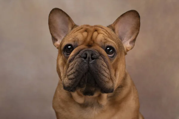Portrait of french bulldog on a light background — 스톡 사진