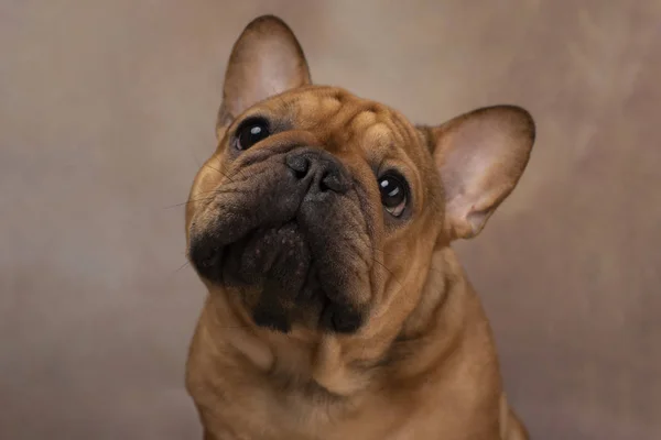 Portrait of french bulldog on a light background — Stock Photo, Image