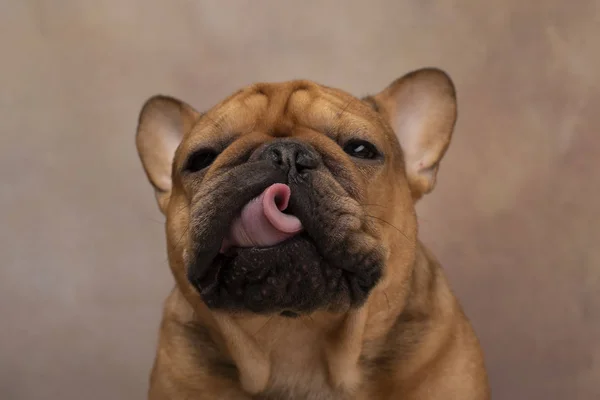 Retrato de bulldog francês em um fundo leve — Fotografia de Stock