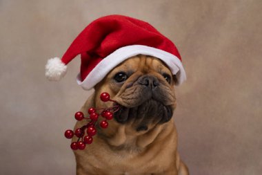 Noel Baba şapkalı Fransız bulldog 'u dişlerinde bir rowan dalı tutuyor.