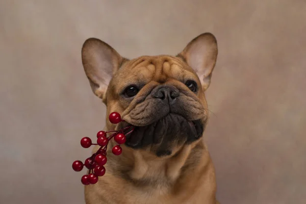 Franse bulldog met een rowan tak tussen zijn tanden — Stockfoto