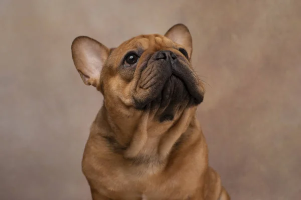 Portrait of french bulldog on a light background — Stock Photo, Image