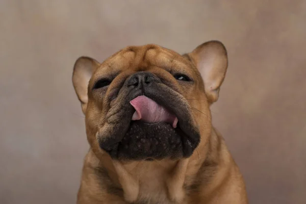 Portret van franse bulldog op een lichte achtergrond — Stockfoto