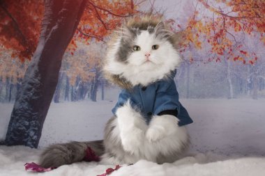 Kışlık ceketli kedi parkta yürüyor.