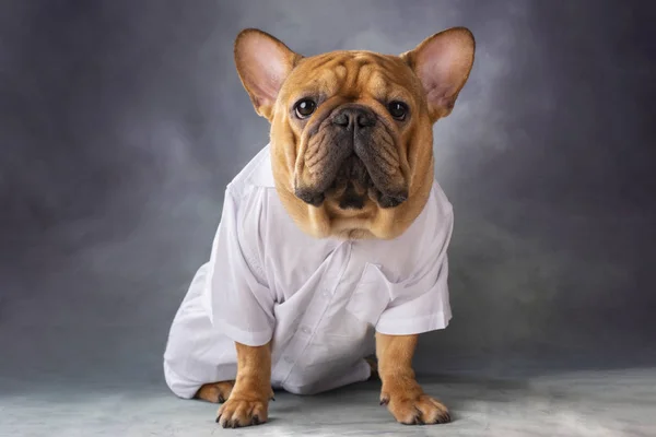 French past dog in a white shirt on a gray background — Stock Photo, Image