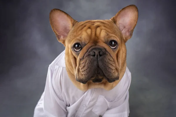 French past dog in a white shirt on a gray background — Stock Photo, Image