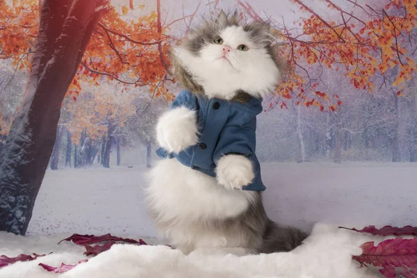Кошка в зимней куртке гуляет по парку — стоковое фото