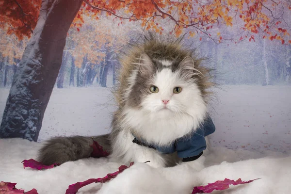 Cat in a winter jacket walks in the park — 스톡 사진