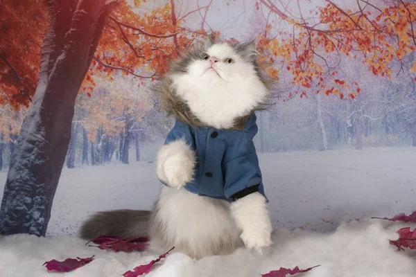 Gato em uma jaqueta de inverno caminha no parque — Fotografia de Stock