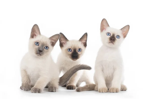 Pequeño gatito en blanco aislado fondo —  Fotos de Stock