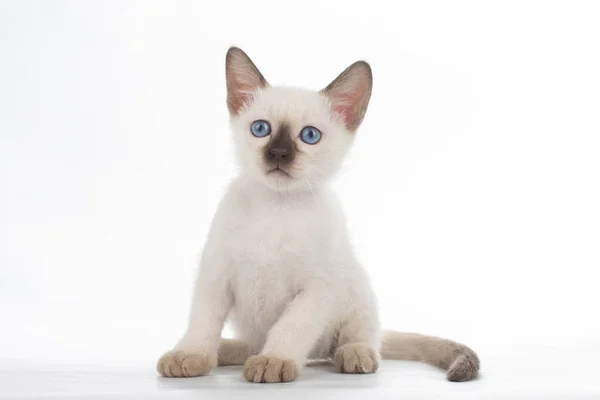 Pequeño gatito en blanco aislado fondo —  Fotos de Stock