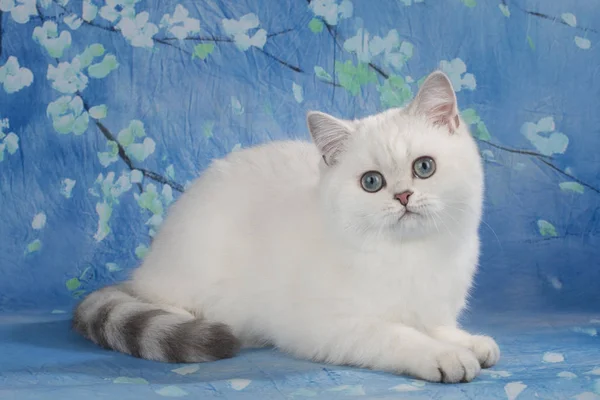 Mavi arka planda bir kedi