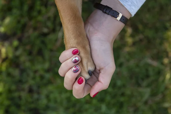 Menschliche Hand hält Hundepfote — Stockfoto