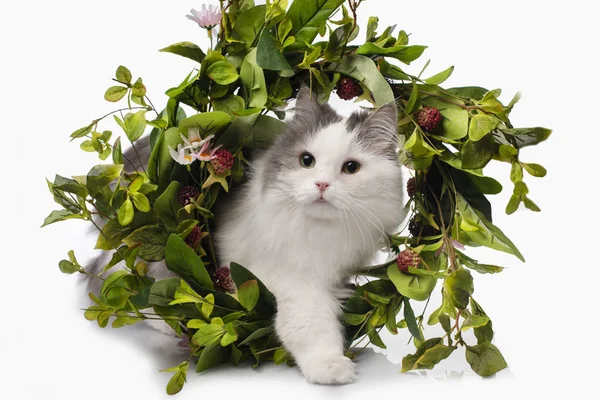 Chat moelleux et une couronne de fleurs sauvages — Photo