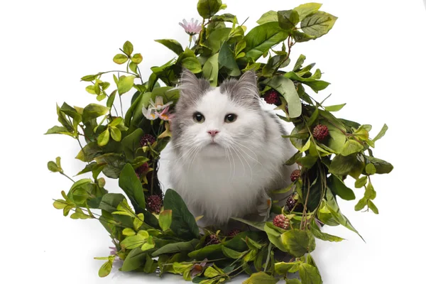 Gato esponjoso y una corona de flores silvestres — Foto de Stock