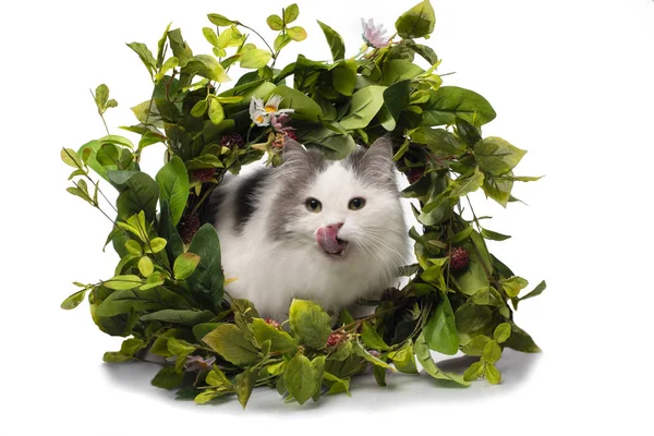 Chat moelleux et une couronne de fleurs sauvages — Photo