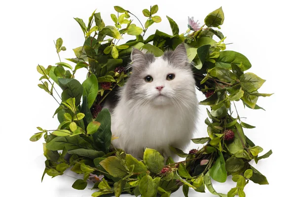 Pluizige kat en een krans van wilde bloemen — Stockfoto