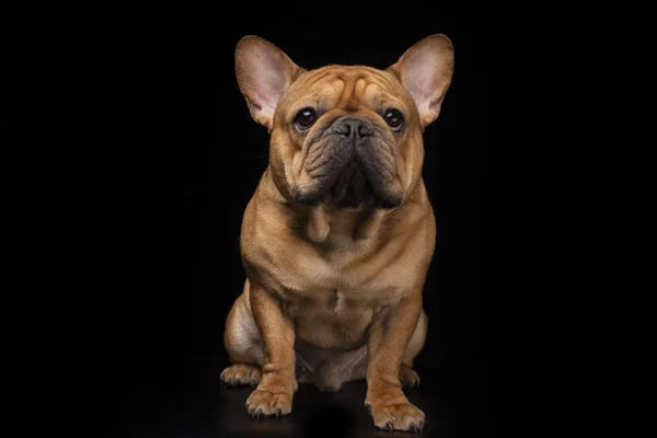 Bulldog francés sobre un fondo negro aislado —  Fotos de Stock