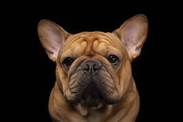 Franse Bulldog op een zwarte achtergrond van de geïsoleerde — Stockfoto